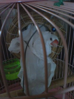 ���l���ʁH